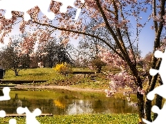 Staw, Wiosna, Okwiecone, Drzewo, Park