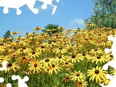 Żółta, Rudbekia