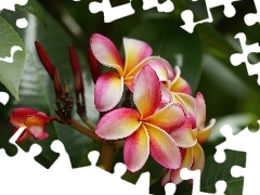 Plumeria, Różowo, Żółta