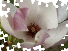 Kwiat, Magnolii