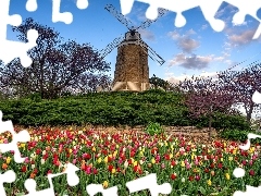 Drzewa, Wiatrak, Tulipany