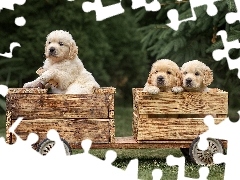 Drewniany, Pojazd, Szczeniaki, Golden retriever, Trzy