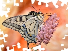 Motyl, Różowy, Kwiat, Paź królowej