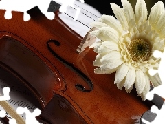 Instrument, Nuty, Gerbera, Muzyczny