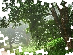 Liście, Mgła, Ścieżka, Park, Drzewa, Poranek, Lato