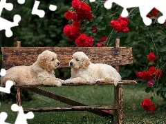 Golden retriever, Psy, Kwiaty, Róże, Ławka, Szczeniaki