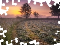 Trawa, Łąka, Poranek, Wschód słońca, Drzewa, Mgła