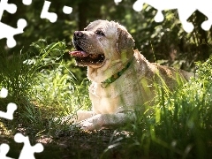 Pies, Trawa, Język, Labrador retriever