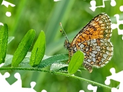 Motyl, Roślina, Listki, Przeplatka diamina