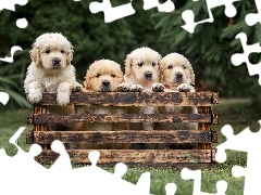Golden retrievery, Skrzynka, Psy, Szczeniaki, Cztery