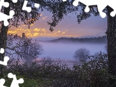 Krzewy, Mgła, Drzewa