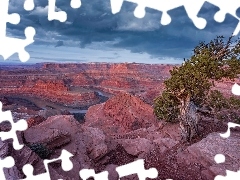 Drzewo, Rzeka Kolorado, Stan Utah, Stany Zjednoczone, Park s