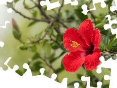 Kwiat, Gałązka, Liście, Hibiskus