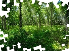 Przebijające światło, Lato, Drzewa, Rośliny, Las