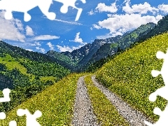 Drzewa, Droga, Alpy Szwajcarskie, Szwajcaria, Góry, Wzgórz