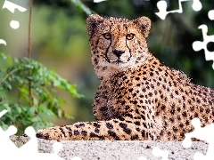 Spojrzenie, Leżący, Gepard