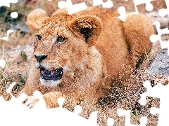 Lew, Leżący, Młody