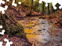 Drzewa, Korzenie, Las, Rzeka, Jesień