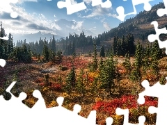 Góry, Stan Waszyngton, Drzewa, Park Narodowy Mount Rainier,