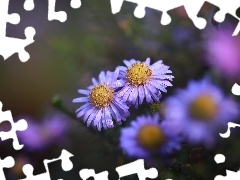 Astry, Kwiaty, Zroszone, Liliowe