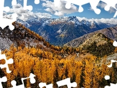 Entiat Mountains, Żółte, Stany Zjednoczone, Drzewa, Stan