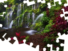 Okręg Buleleng, Indonezja, Banyu Wana Amertha Falls, Rośli