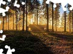 Trawa, Przebijające światło, Drzewa, Las, Dom