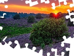 Wrzosowisko, Drzewa, Zachód słońca, Wrzosy