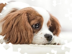 Cavalier king charles spaniel, Mały, Pies