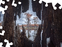 Jezioro, Stany Zjednoczone, Drzewa, Cyprysy, Caddo Lake, Tek
