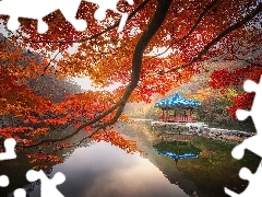Staw Sagiike, JesieĹ, GaĹÄzie, Klon, Nara, Japonia,