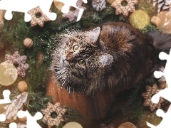 Kot, Świąteczna, Dekoracja, Maine coon