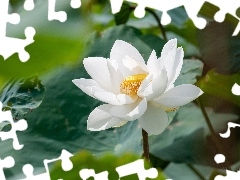 Kwiat, BiaĹy, LiĹcie, Lotos