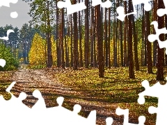 Drzewa, Las, SĹoneczny, DzieĹ, ĹcieĹźka, Wysokie