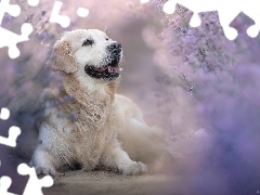 Golden retriever, LeĹźÄ
cy, Pies