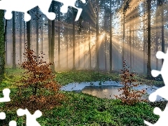 Las, KaĹuĹźa, PrzebijajÄce ĹwiatĹo, Drzewa