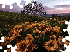 Kwiaty, ĹťĂłĹte, Balsamorhiza, ĹÄka, Oregon, St