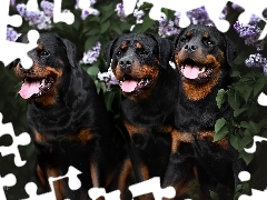 Rottweiler, Trzy, Psy