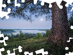 Trawa, MgĹa, Krzewy, RoĹliny, Drzewa