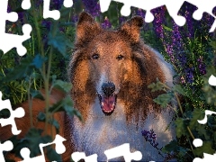 Owczarek szkocki dĹugowĹosy, Pies, Kwiaty, Collie