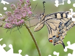 Motyl, RĂłĹźowy, Kwiatek, PaĹş krĂłlowej