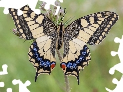 RoĹlinka, Motyl, PaĹş krĂłlowej