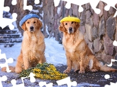 GaĹÄzki, Akacja srebrzysta, Golden retrievery, Berety,