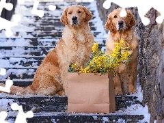 OĹnieĹźone, Psy, Torebka, Golden retrievery, Dwa, Schod