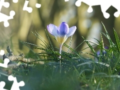 Trawa, Kwiaty, Krokus