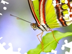 Listek, Motyl
