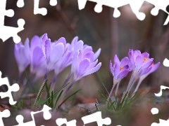 Jasnofioletowe, Krokusy, Kwiaty, Pochylone