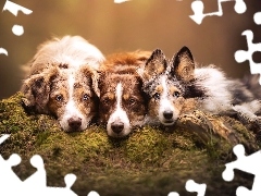 Owczarek australijski, Border collie, Trzy, Psy, Psy