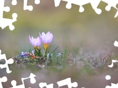 Dwa, Krokusy, Kwiaty, Liliowe