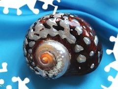 Muszla